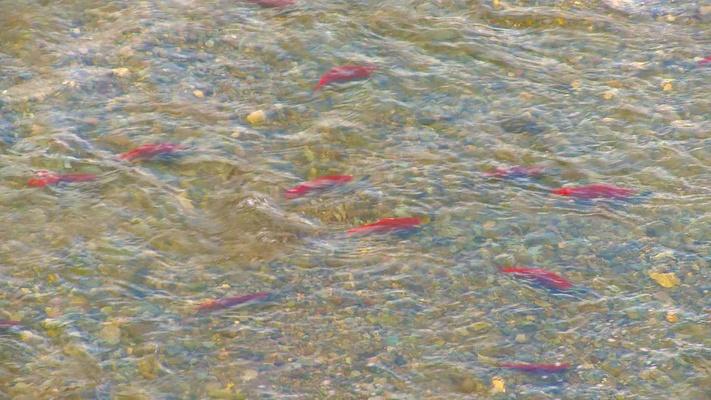 Snake River Dams - Coming Down?: asset-mezzanine-16x9