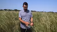 How a new grain could help combat climate change
