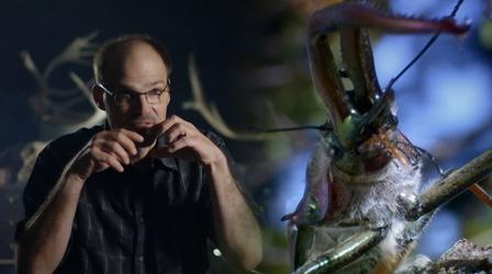 Video thumbnail: NOVA Darwin's Beetles Spar Off