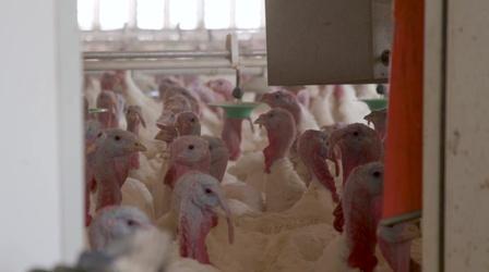 Video thumbnail: PBS NewsHour A highly contagious strain of bird flu plagues U.S. farmers