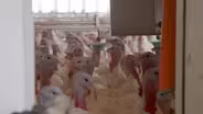 A highly contagious strain of bird flu plagues U.S. farmers