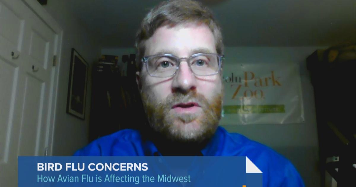Chicago Tonight | What You Should Know About the Bird Flu in Illinois ...