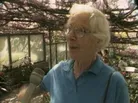 Classic Huell: The Vine