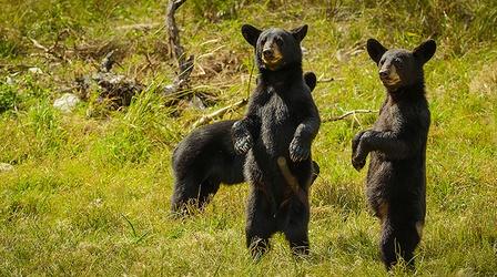 Two Bear Cubs Have a Bath