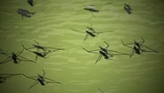Episode 7: How Do Water Striders Skate Across the Water’s Surface?