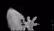 Gecko Feet