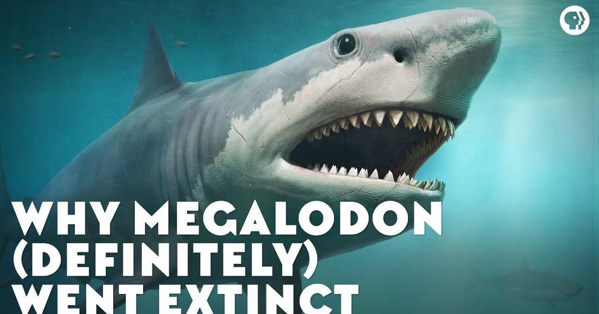 Baby Megalodon Sharks Were Bigger Than Humans: Study