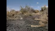 D4K: Desert Habitat Video Short