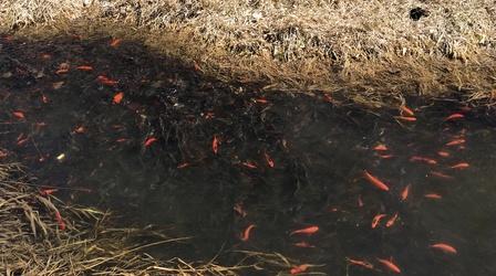 Video thumbnail: Prairie Sportsman Invasive Goldfish