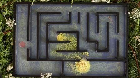 Video thumbnail: NOVA Brainless Slime Molds Navigate Mazes and Make Decisions