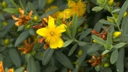 Prairie Conservation Photography & Potting Soil