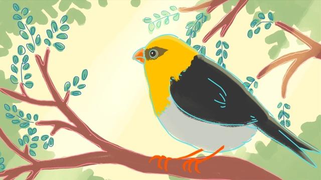 Meet '?nuenue, a Palilia Bird Whose Existence is at Risk