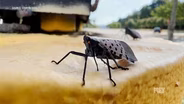 Invasive Spotted Lanternfly Is In Kentucky