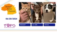 6/20/2024 | Weasley, L.A. Girl, Cecilia | Mark's Furry Friends