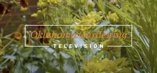 Oklahoma Gardening July 6,  2024