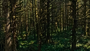 OLYMPIC RAINFOREST - Extended Version