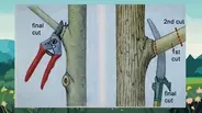 Tree Pruning Tips