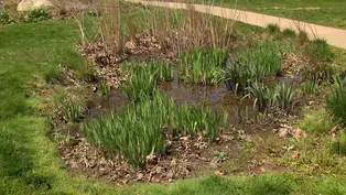 Plants that Love Wet Feet