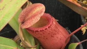 Video thumbnail: Volunteer Gardener Volunteer Gardener 2710