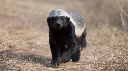 Video thumbnail: Nature Are Honey Badgers One Of the World's Smartest Animals?