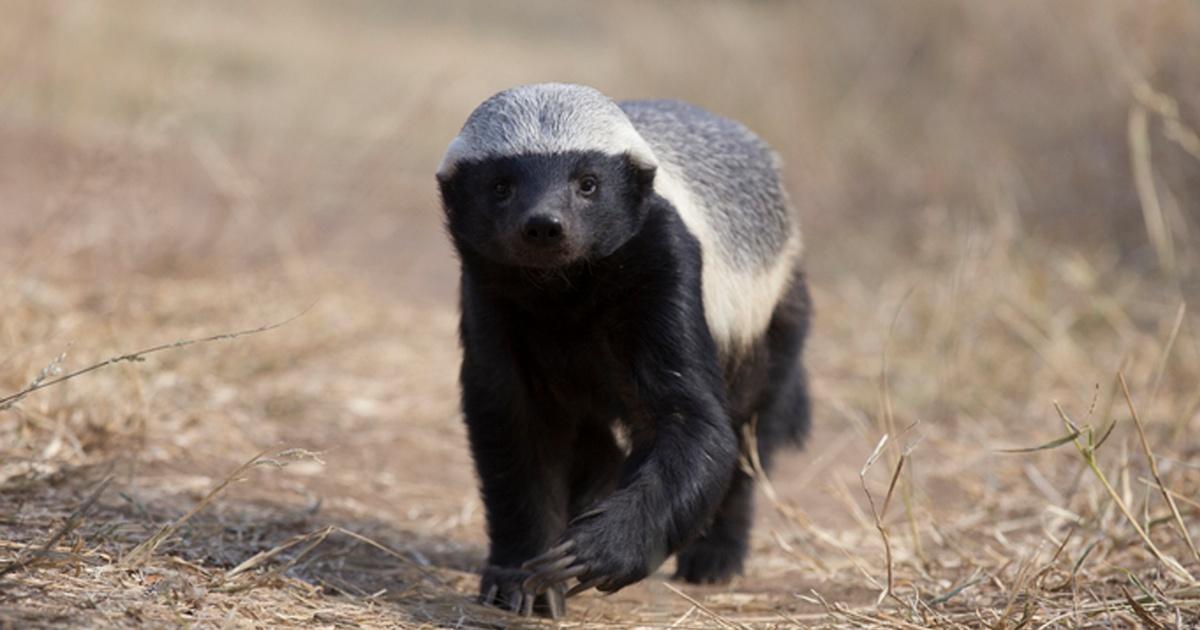 Nature, Are Honey Badgers One Of the World's Smartest Animals?, Season 38, Episode 12