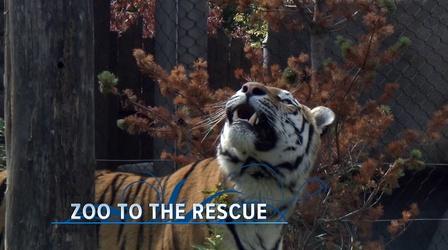 Video thumbnail: Ideastream Public Media Specials Zoo to the Rescue