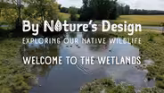 Welcome to the Wetlands
