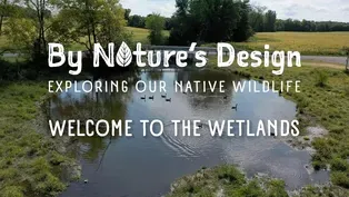 Welcome to the Wetlands