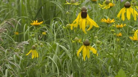 Video thumbnail: Backyard Farmer Backard Farmer: Red Cedar Invasion & Outdoor Classroom