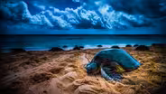 Ocean