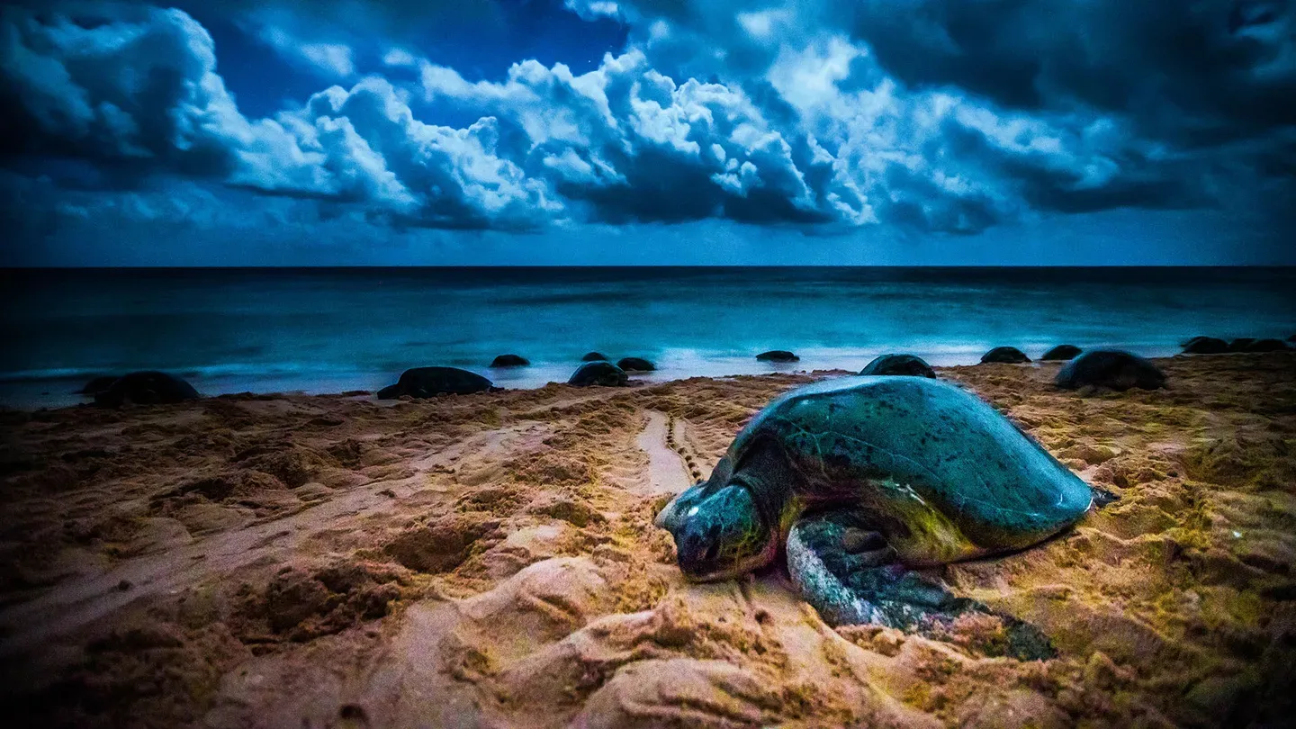 Ocean