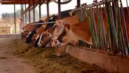Dairy - JD Country Milk; Louisville Cream