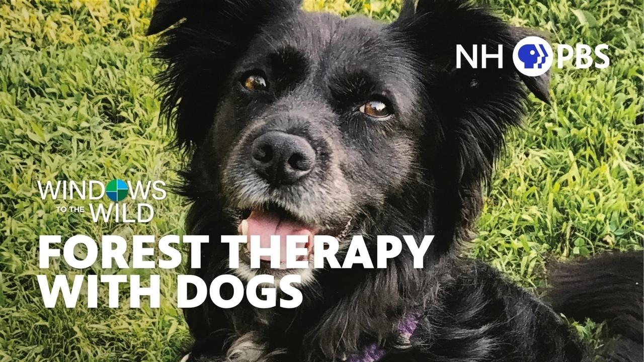 Windows to the Wild | Forest Therapy With Dogs