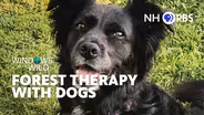 Forest Therapy With Dogs