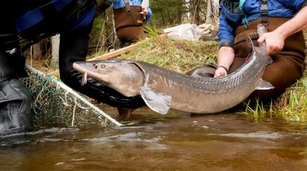 Video thumbnail: Great Lakes Now Sturgeon Guarding