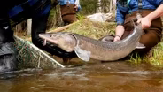 Sturgeon Guarding
