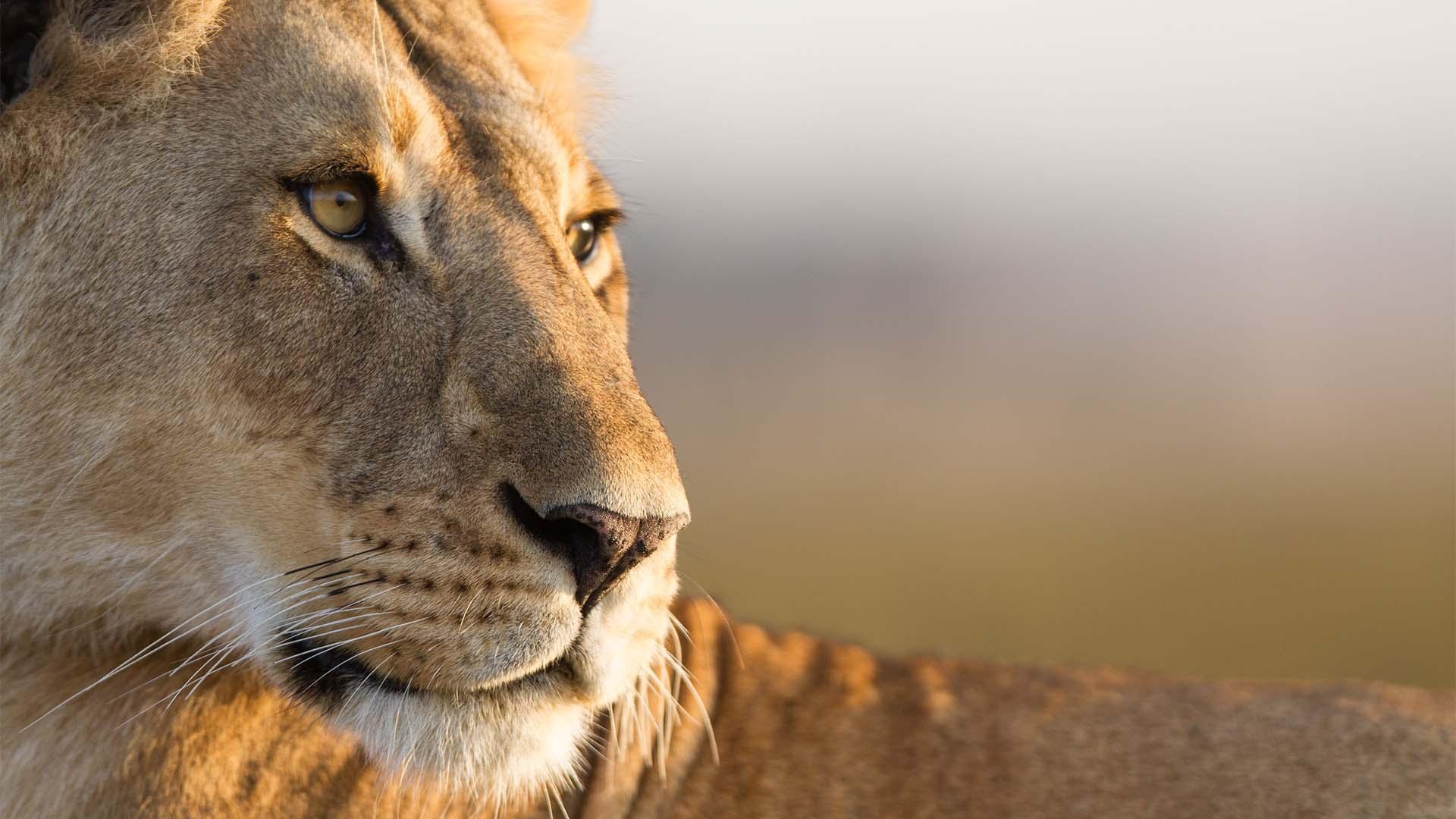 How Do Lions Grab Attention? They Roar Like Babies