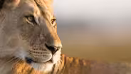 Lion: The Rise and Fall of the Marsh Pride