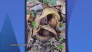 Spring Plant Makes Its Own Heat, Smells Like Rotting Meat