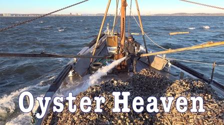 Video thumbnail: Oyster Heaven Oyster Heaven