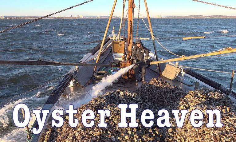 Oyster Heaven
