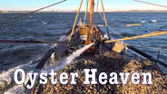 Oyster Heaven
