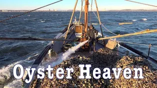 Oyster Heaven