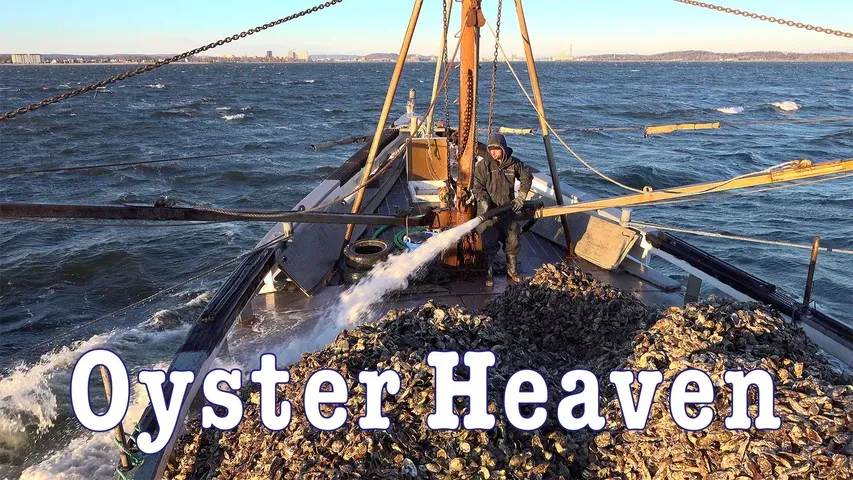 Oyster Heaven