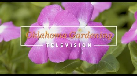 Video thumbnail: Oklahoma Gardening Oklahoma Gardening October 8, 2022