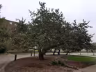 Newton's Apple Tree