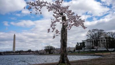 Why D.C.'s beloved Stumpy is seeing its final peak bloom