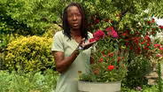 Seeing the Garden Like a Pollinator