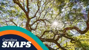 Angel Oak