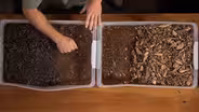 Wood Chips Versus Mulch
